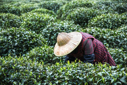 Xishuangbanna-Southwest China