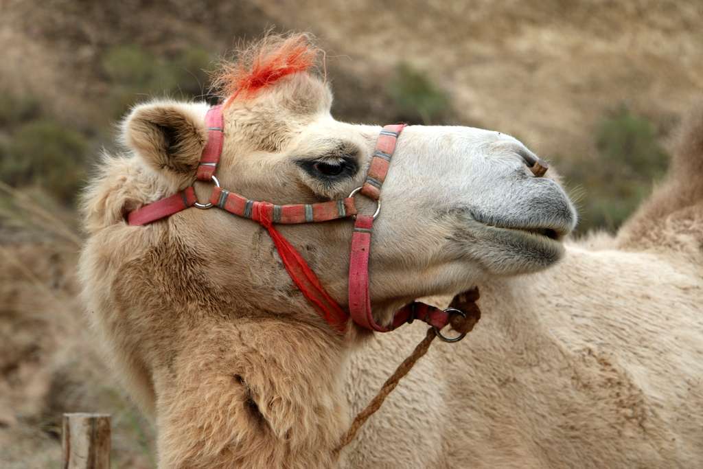 Dunhuang Discovery: Desertscapes and Grottoes