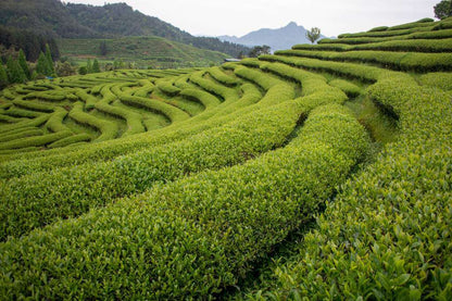 A Tea Journey Through Fujian