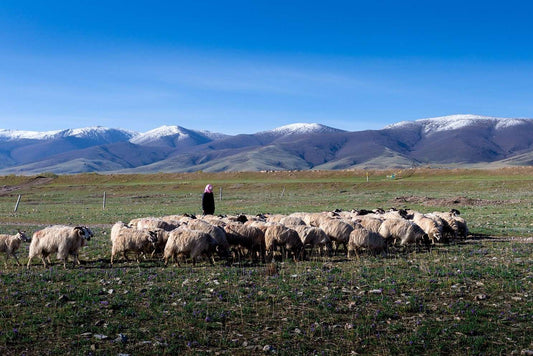 Tibetan Camping Retreat