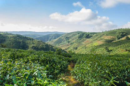 Xishuangbanna-Southwest China