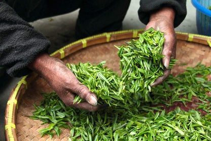 A Tea Journey Through Fujian