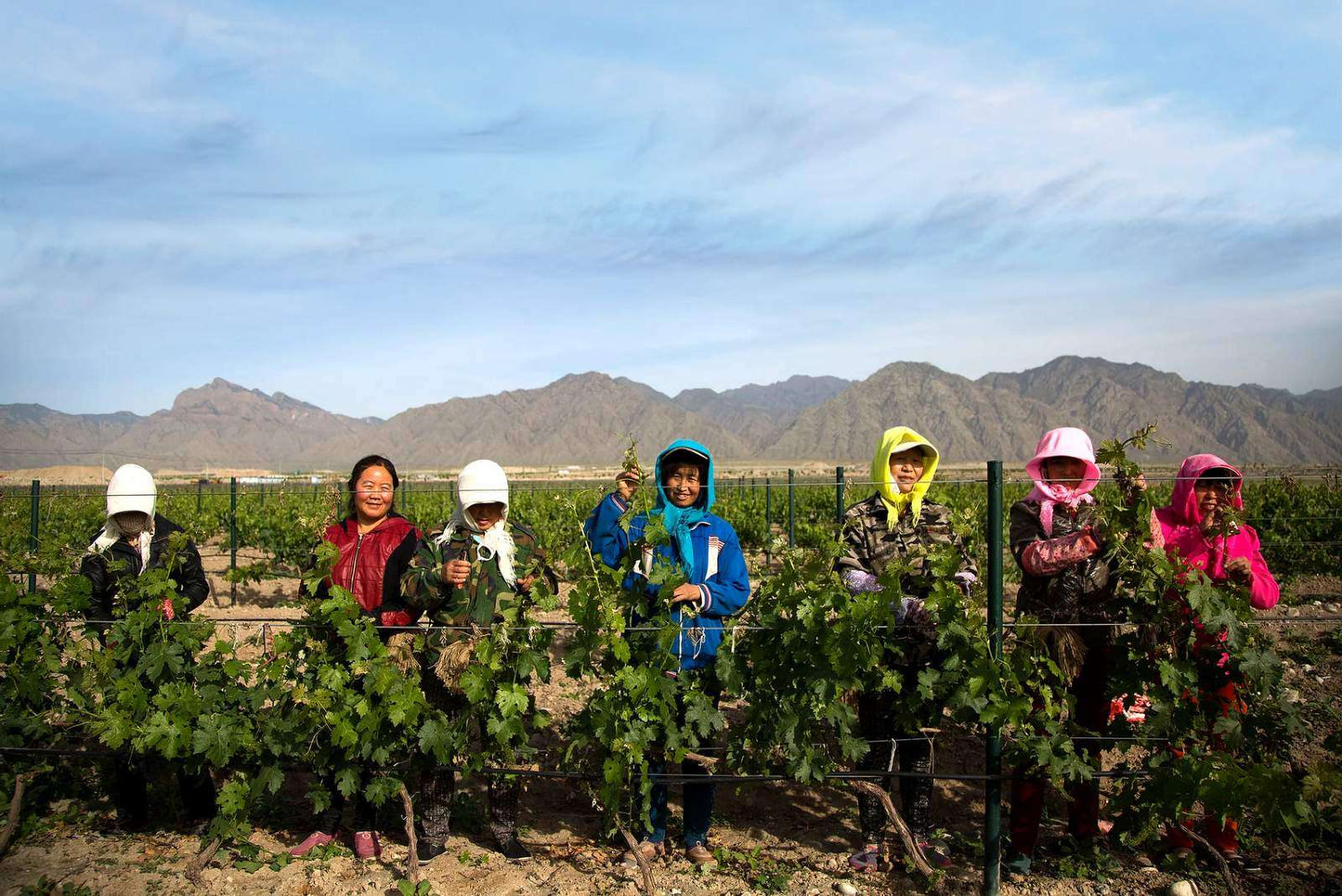 Ningxia: Through the Vineyards