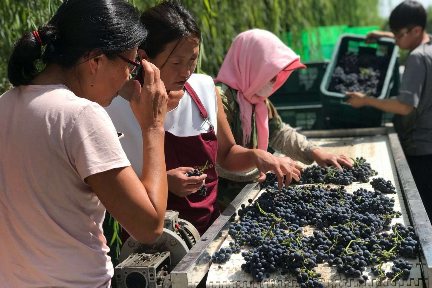 Ningxia: Through the Vineyards